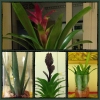Pflanzen für die Palliativstation 17-3